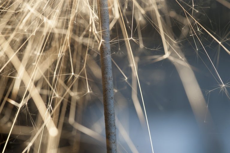 feu artifice mariage - Couzon-au-Mont-d'Or (69270)